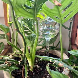 May include: A potted Monstera plant with vibrant green leaves and a clear glass watering globe. The plant has several stems and is in a cream-colored pot. The watering globe is round and has a decorative, iridescent finish.