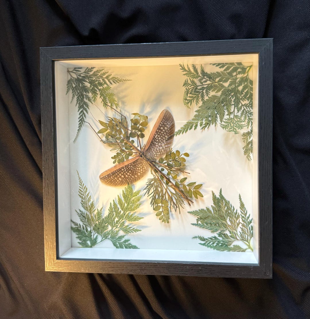 Tessellated Stick Insect Art Box - Etsy