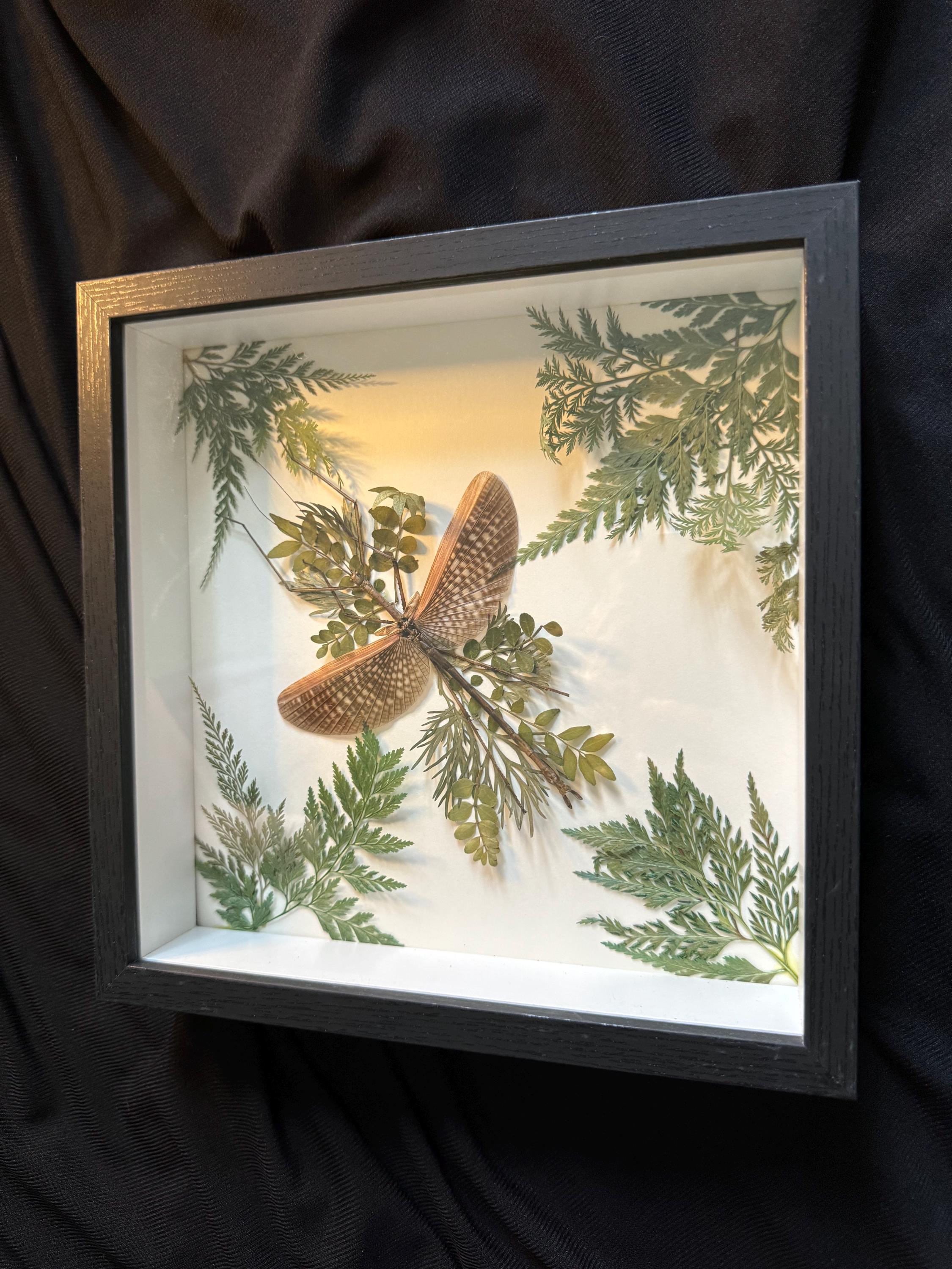 Tessellated Stick Insect Art Box - Etsy