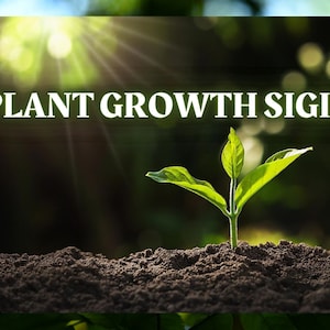 Make Your Plants Grow Healthier & Stronger: Sigil Magick Grimoire Page | Plant Growth Sigil