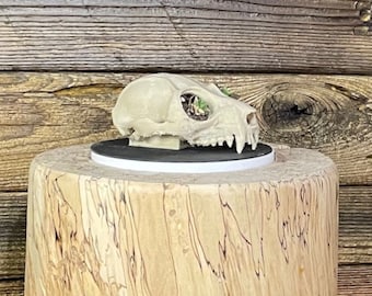 Skull Succulent Planter