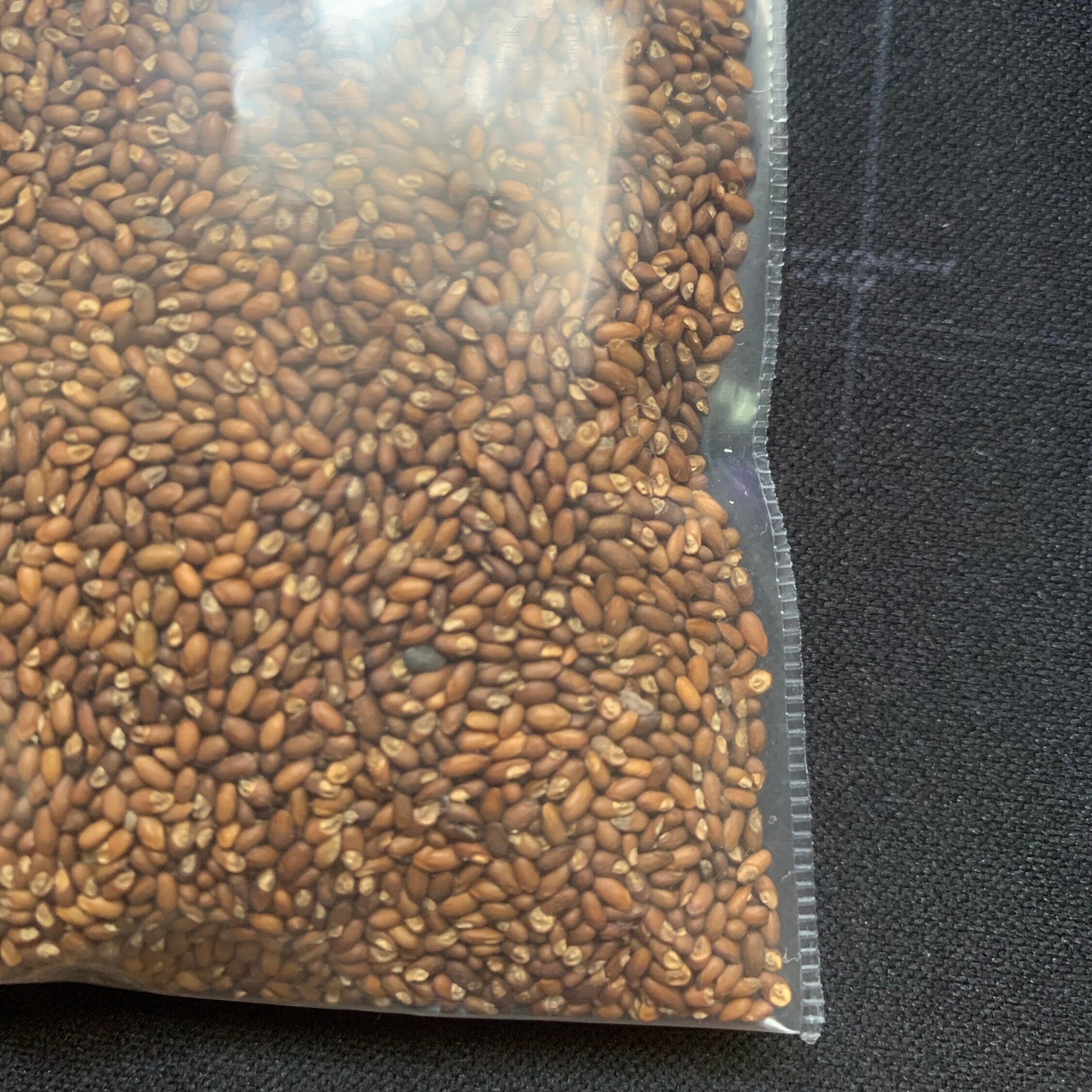 Rosemary Herb Seeds 72 Germination NonGMO FREE Etsy