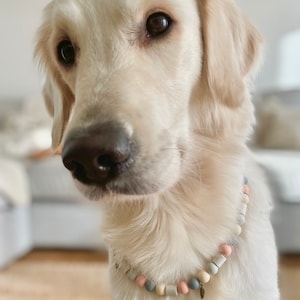 May include: A Golden Retriever dog wearing a beaded necklace with pink, gray, and cream-colored beads. The dog has light-colored fur and dark eyes. The necklace has a small charm.
