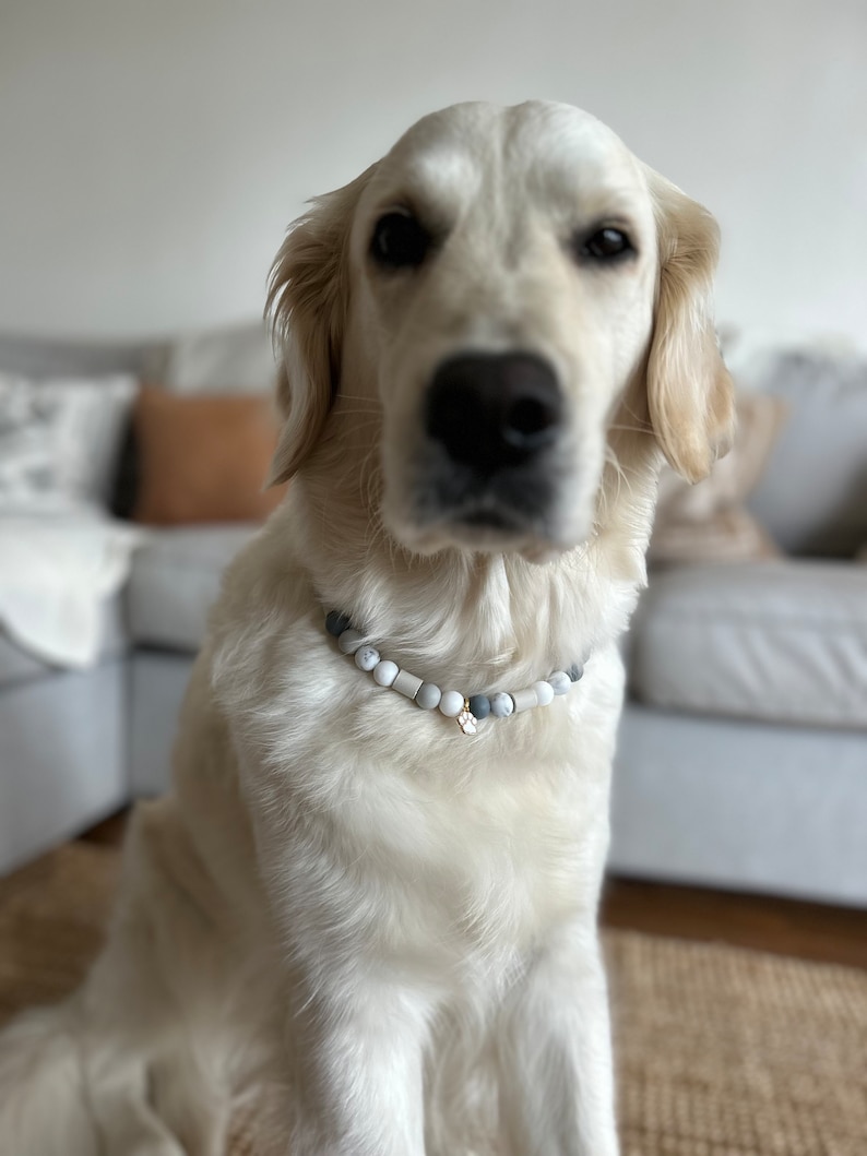 May include: A white Golden Retriever dog wearing a white and gray beaded collar with a gold charm. The dog is sitting on a light brown woven rug.
