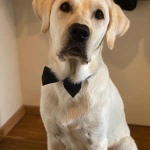 Stylish Black Bow Tie Dog Collar Perfect for Weddings and Special Occasions Adjustable Sizes Available image 2