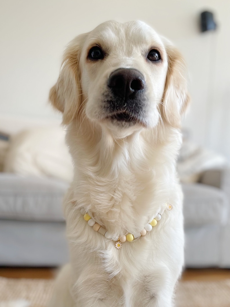 May include: A Golden Retriever dog wearing a beaded necklace with yellow, white, and tan beads, and a small daisy charm. The dog has light-colored fur and is looking directly at the camera.