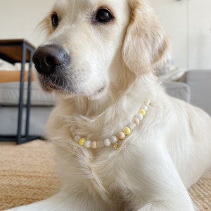 May include: A beaded pet necklace featuring a sequence of round beads in shades of white, cream, and pale yellow. The necklace includes a small, dangling metal charm shaped like a daisy flower with white petals and a yellow center, worn around the neck.