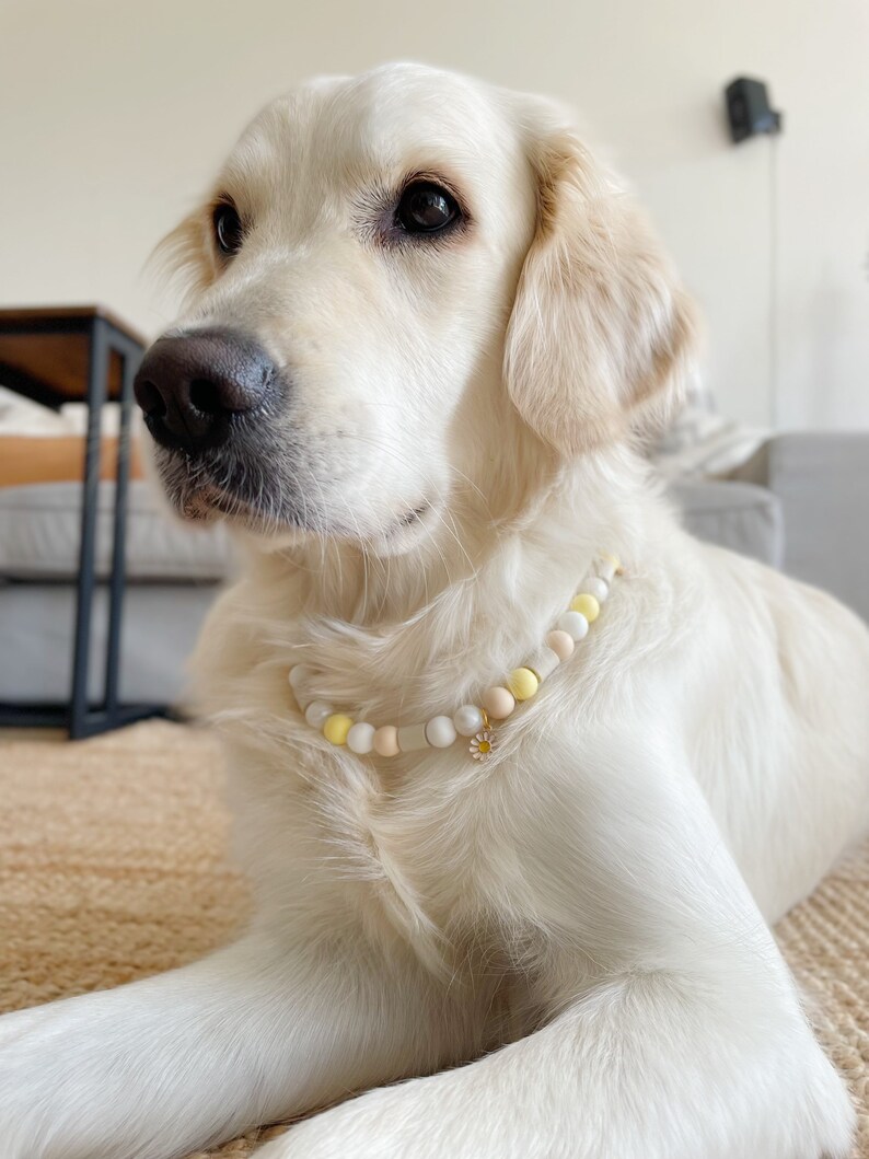May include: A beaded pet necklace featuring a sequence of round beads in shades of white, cream, and pale yellow. The necklace includes a small, dangling metal charm shaped like a daisy flower with white petals and a yellow center, worn around the neck.