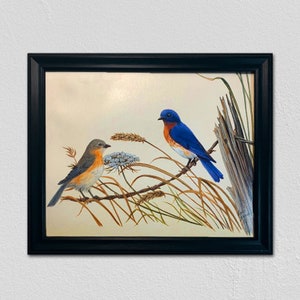 Audubon Bluebird Bird Nature Print 8x10 Wall Decor Wildlife- Blue Frame