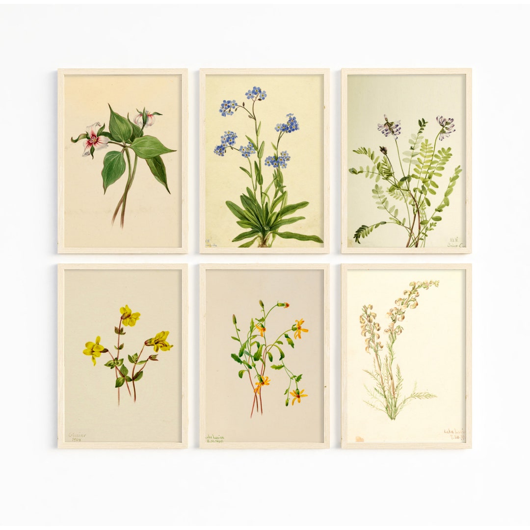 Botanical Prints Set of 6 Vintage Farmhouse Decor, Antique Wildflower ...