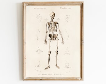 人間の骨格の描画 医学雑誌 白黒アンティーク ビンテージ写真イラスト