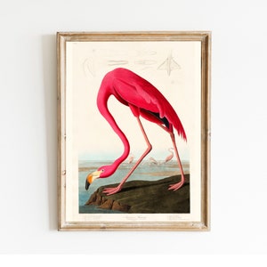 Pink Flamingo PRINTABLE Etching, Vintage Antique Digital Bird Wall Art, Instant Download #072