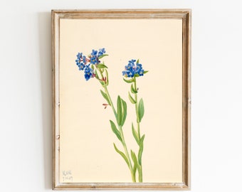 Vintage Botanical Printable Alpine Forget-Me-Not, Antique Digital Wall Art Printable, Flower Plant Kitchen Art, Instant Download #298