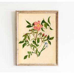 Vintage botanische druckbare Wildrose und Blue Eyed Grass, antike digitale Kunst druckbare, Blumen Pflanze Küchenkunst, Instant Download #287
