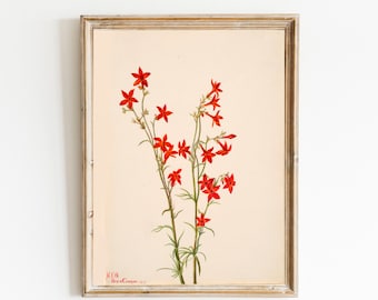 Vintage Botanical Printable Gilia Arizonica Antique Digital Wall Art Printable, Flower Plant Kitchen Art, Instant Download #289