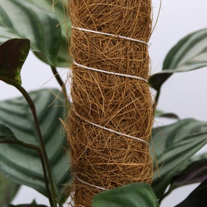 Moss Poles for Climbing Plants, A natural Plant Support Coir Pole Grow Pole image 5