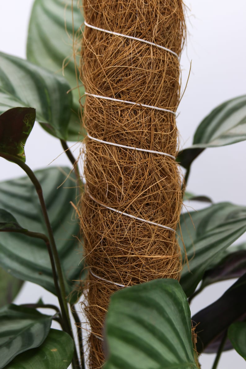 Moss Poles for Climbing Plants, A natural Plant Support Coir Pole Grow Pole image 5