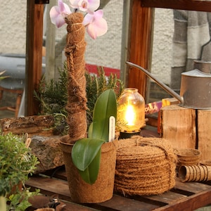 May include: A pink orchid plant in a brown coconut fibre pot with a coconut fibre stake. The plant is sitting on a wooden surface with a roll of brown twine and other gardening supplies.