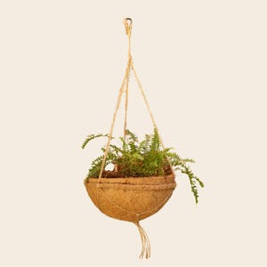 May include: A brown coconut fibre hanging planter with a green fern plant inside. The planter is suspended from a natural fibre rope.