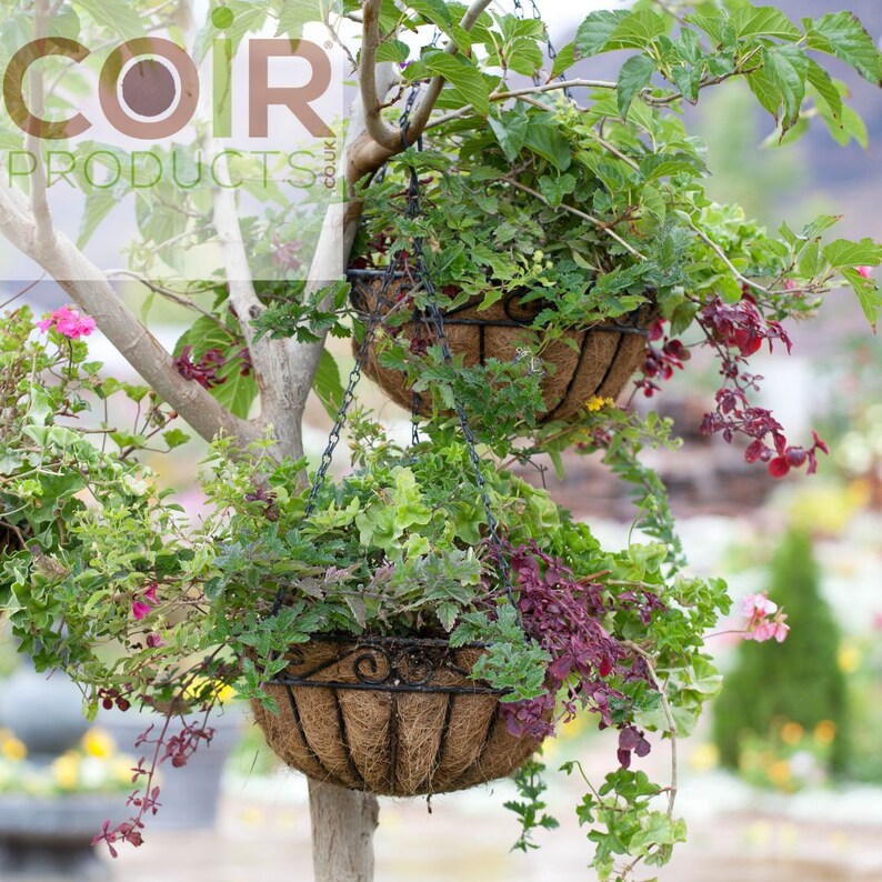 Op de afbeelding: Twee ronde hangmanden met zwarte metalen frames en bruine kokosvezelvoeringen, opgehangen aan kettingen aan een boomtak. De manden zijn gevuld met weelderig groen blad, kleine roze bloemen en hangende donkerrode bladeren, met de tekst COIR PRODUCTS.CO.UK.
