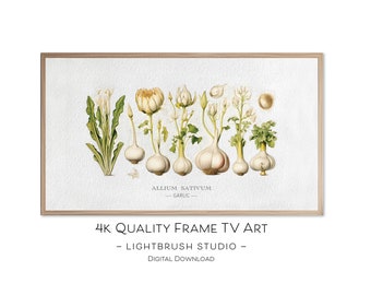 Botanical Illustrations for Samsung Frame TVs, 4k digital watercolor - pencil, botanical nature art for digital display, herb & garden art