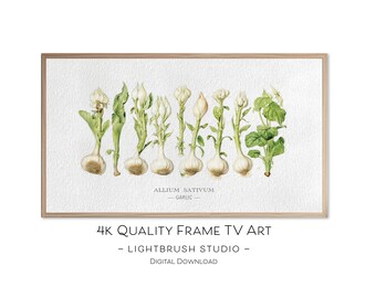 Garlic Illustrations for Samsung Frame TVs, 4k digital watercolor–pencil, botanical nature art for digital display, herb & garden art