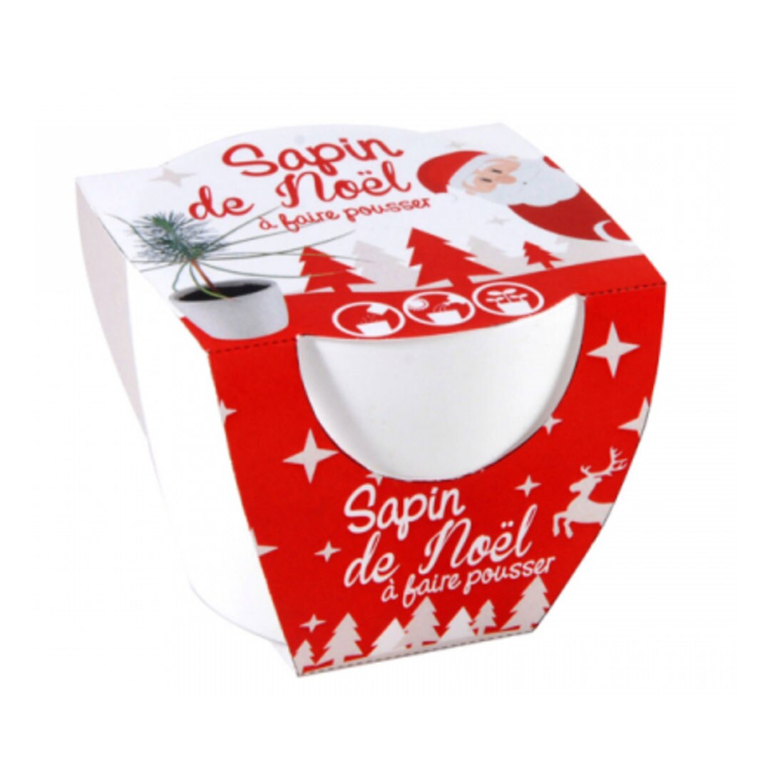 Potted Christmas Tree to Grow Etsy