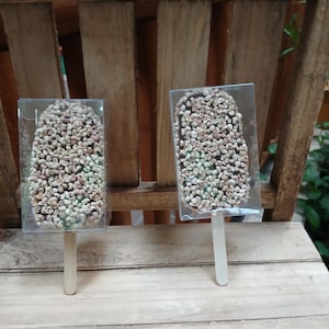 May include: Two chocolate-covered treats on wooden sticks, encased in clear plastic. The treats are rectangular with rounded tops, covered in small, light-colored pieces. The background is a wooden structure.
