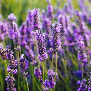 Pode incluir: Um campo de flores de lavanda roxa em flor. As flores est&atilde;o em foco, enquanto o fundo est&aacute; desfocado.