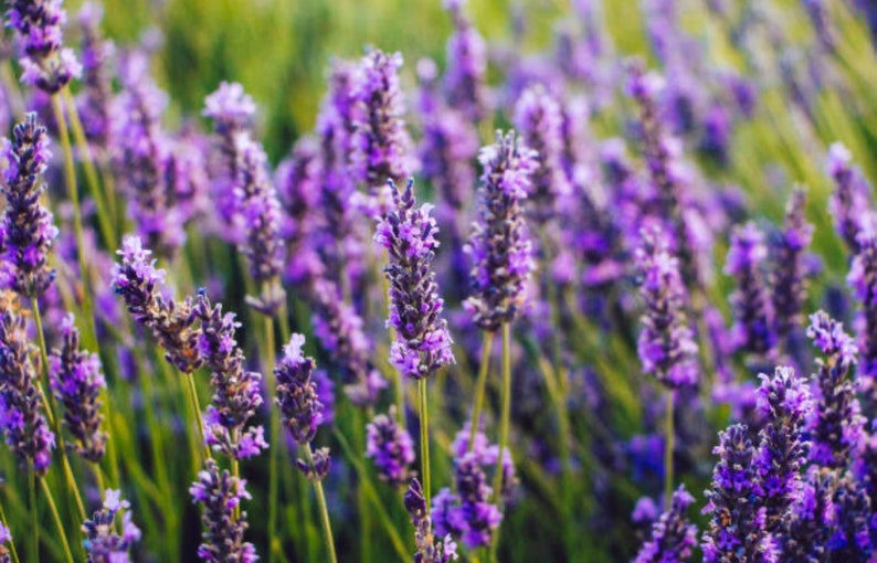 Pode incluir: Um campo de flores de lavanda roxa em flor. As flores est&atilde;o em foco, enquanto o fundo est&aacute; desfocado.