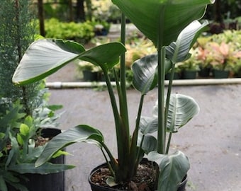 May include: A Bird of Paradise plant in a black pot. The plant has large, green leaves with prominent veins. The pot is filled with soil and the plant is in a nursery setting.