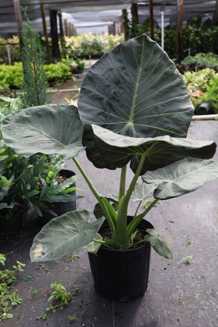Alocasia regal shields - Etsy 日本