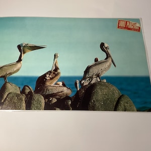 Vinyl Vintage Table Placemat Pelicans Souvenir