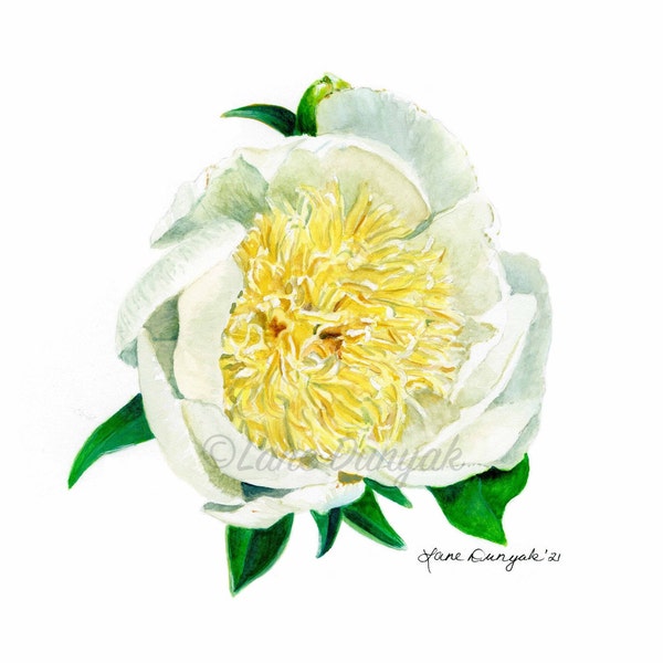 Peony Art Print, Watercolor Painting, White Flower, 4x6, 5x7, 8x10, 11x14, Home Decor, Wall Art, Gift Idea, For Her, Mother's Day Gifts