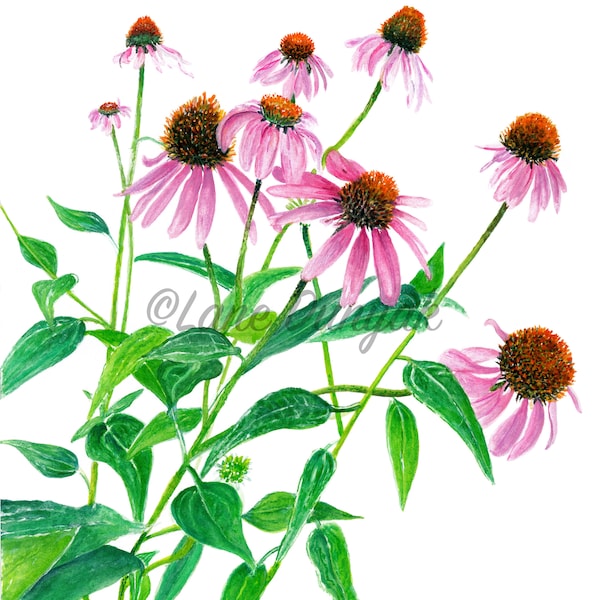 Coneflowers Art Print in Watercolor, 4x6, 5x7, 8x10, 11x14, Home Decor, Gift Idea for Her, Purple, Pink, Echinacea, Mother's Day Gifts