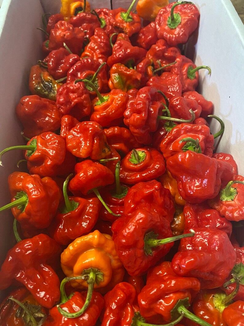 Carolina Reaper Extract Etsy