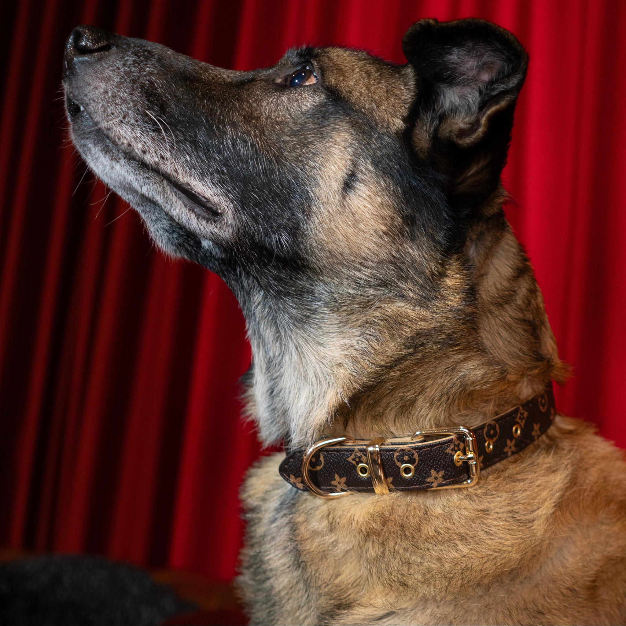 Louis vuitton small dog collar discount