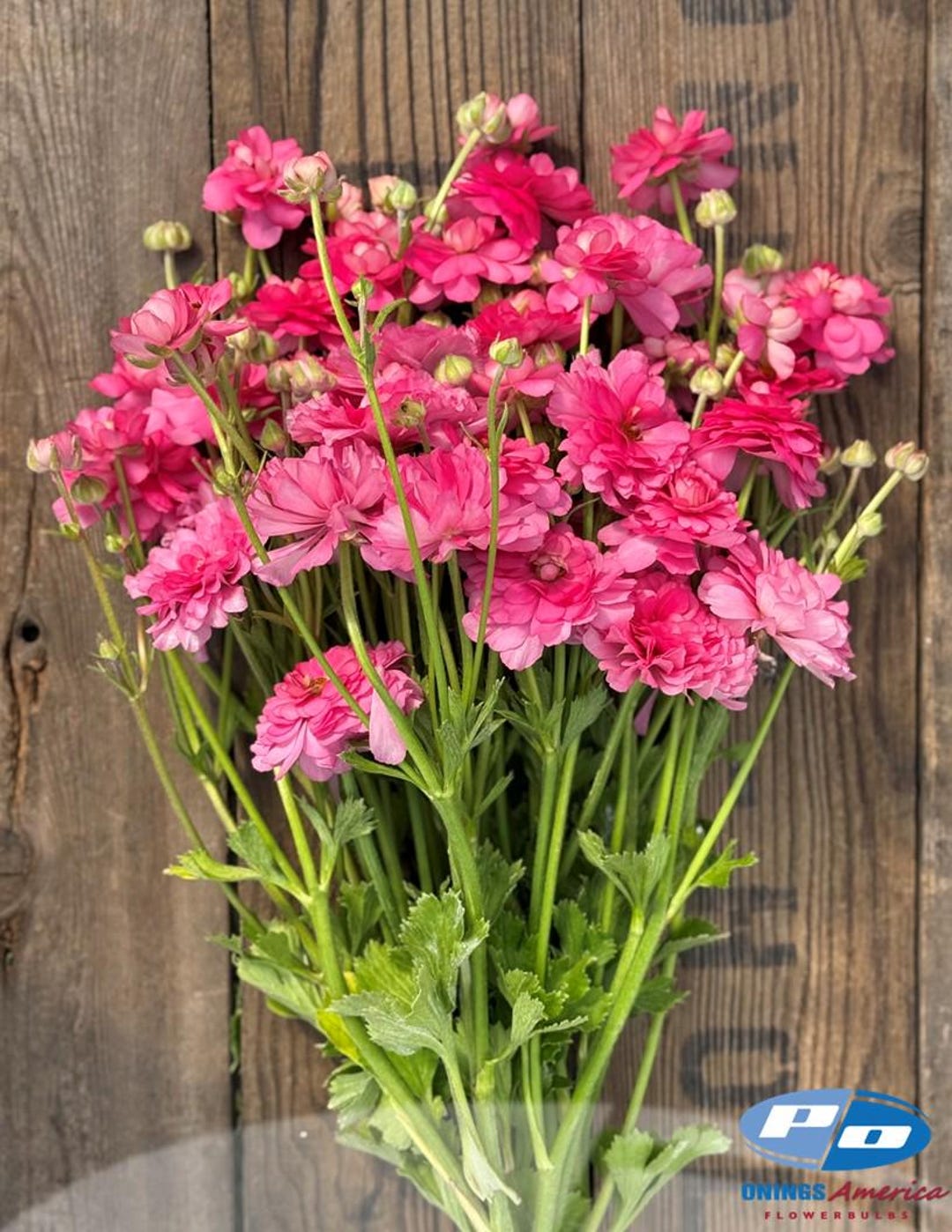 Moderna Ranunculus White Moderna Dolce Ranunculus Corms 5 Pack - Etsy
