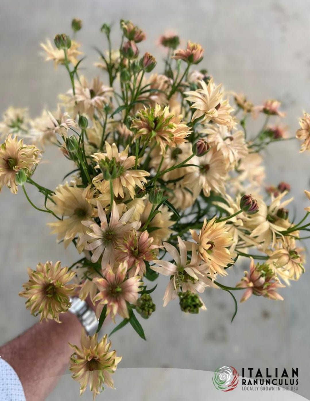 Maderna Ranunculus Moderna Jupiter Ranunculus Corms- 5 Pack - Etsy