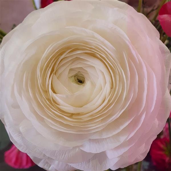 Iceberg half clone ranunculus