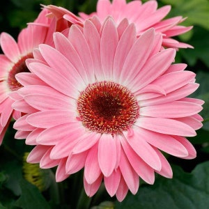 Pink Halo Gerbera Daisy