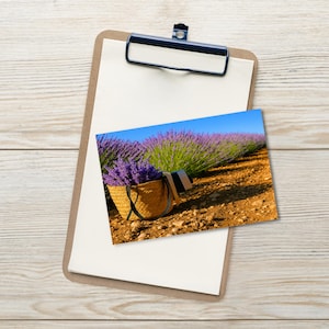 Pause au champ de lavande – carte postale
