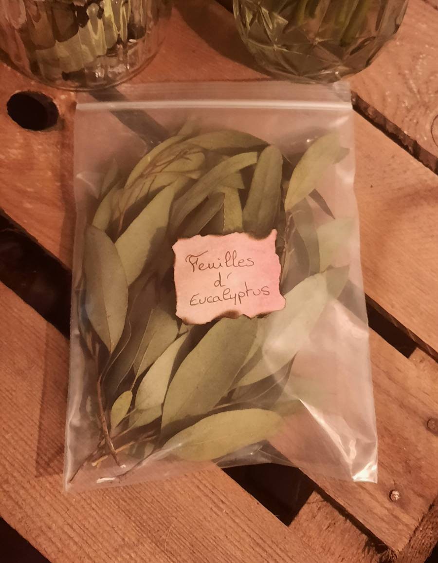 Feuilles d'eucalyptus Séchées