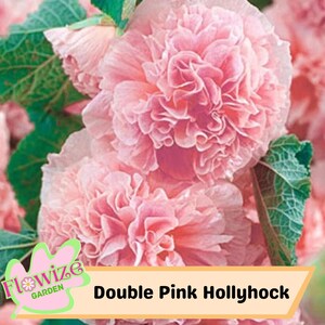 25 Double Pink Hollyhock Hollyhock Seeds – Cottage Flowers – Double Blooms – Easy to Grow – Biennial/Perennial – Non-GMO – Open Pollinate