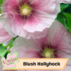 25 Blush Hollyhock Seeds – Cottage Garden Flowers – Double Blooms – Easy to Grow – Biennial/Perennial – Non-GMO – Open Pollinate