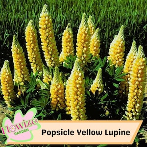 Yellow Lupine Flower Seeds: Pollinator-Friendly Perennial, Non-GMO