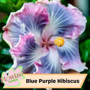 20 Blue Purple Hibiscus Seeds – Exotic Tropical Blooms – Vibrant Garden Flowers – Easy to Grow Perennial – Non-GMO & Pollinator-Friendly