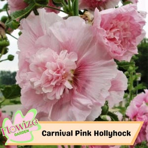 25 Carnival Pink Hollyhock Seeds – Cottage Garden Flowers – Double Blooms – Easy to Grow – Biennial/Perennial – Non-GMO – Open Pollinate