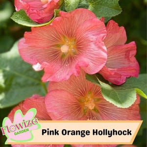 25 Pink Orange Hollyhock Seeds – Cottage Garden Flowers – Double Blooms – Easy to Grow – Biennial/Perennial – Non-GMO – Open Pollinate