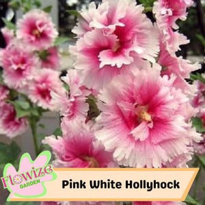 25 Pink White Hollyhock Seeds – Cottage Garden Flowers – Double Blooms – Easy to Grow – Biennial/Perennial – Non-GMO – Open Pollinate